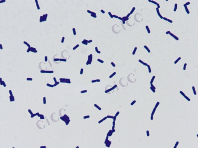 Clostridium tyrobutyricum