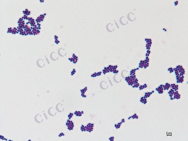 Enterococcus hirae