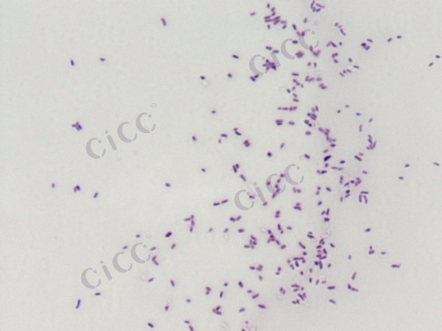 根瘤菌属 Rhizobium sp CICC 10215 Rhizobium sp