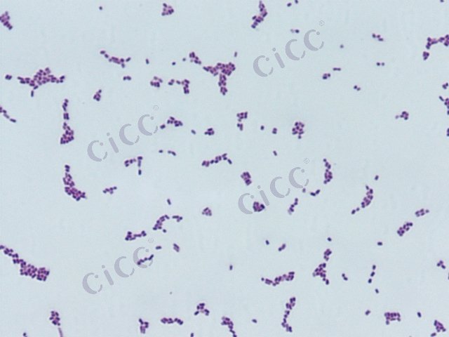 Salmonella enterica subsp enterica serovar Choleraesuis var. Decatur