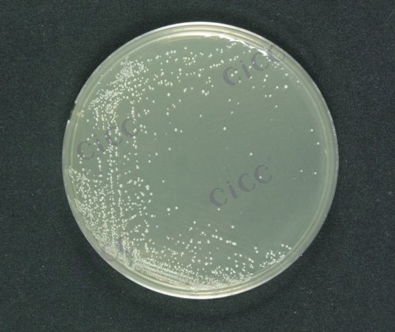 Staphylococcus epidermidis