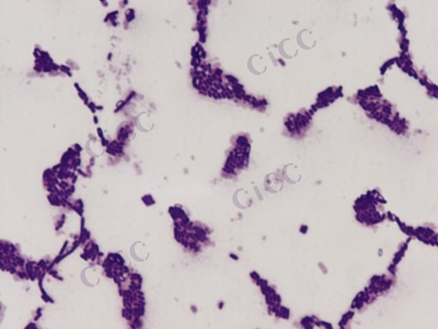 Bacillus licheniformis