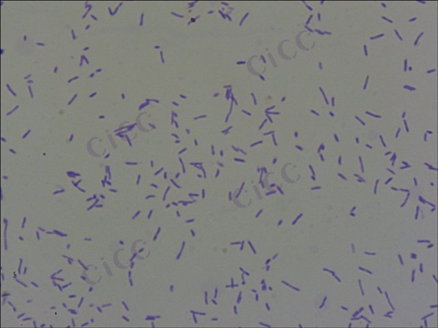 嗜水气单胞菌 Aeromonas hydrophila CICC 10500 Aeromonas hydrophila