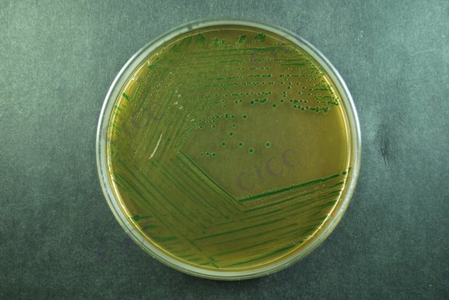 Cronobacter malonaticus