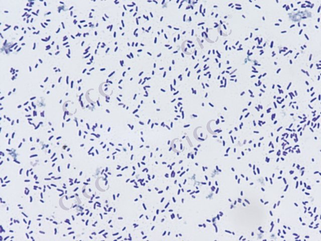 Vibrio proteolyticus