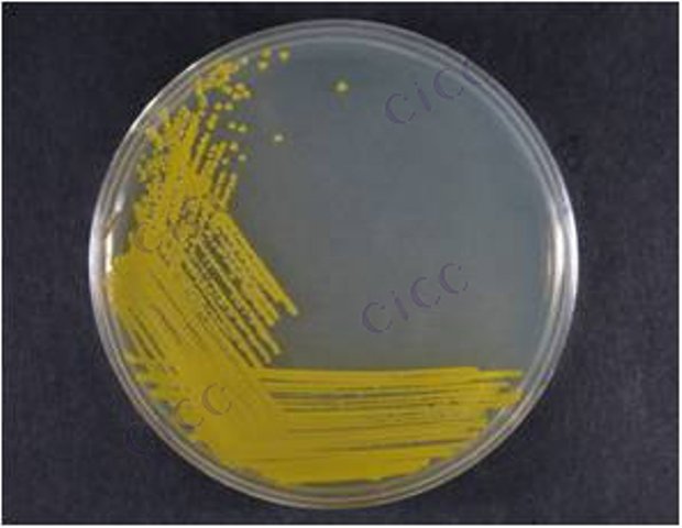 Sphingomonas paucimobilis