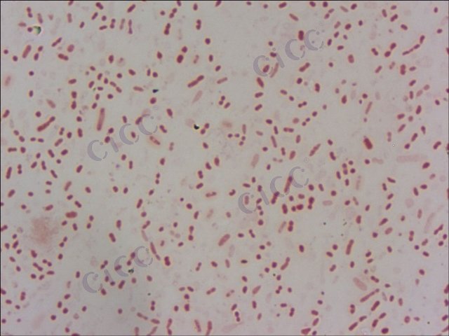 胞外多聚物鞘氨醇单胞菌 Sphingomonas sanxanigenens CICC 10257 Sphingomonas sanxanigenens