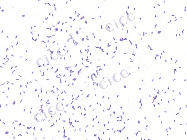 Cellulomonas iranensis