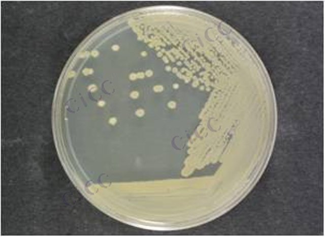 Bacillus safensis
