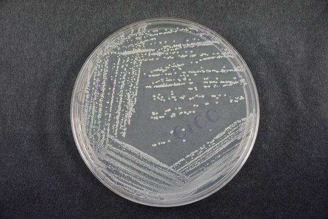 金黄色葡萄球菌 Staphylococcus aureus CICC 23656 Staphylococcus aureus