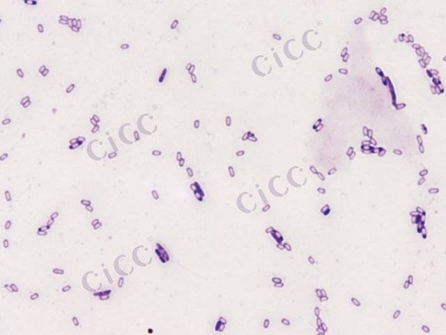 枯草芽胞杆菌枯草亚种 Bacillus subtilis subsp subtilis CICC 10314 Bacillus subtilis subsp subtilis