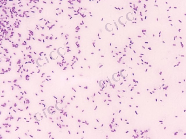 斯氏泛菌 Pantoea stewartii CICC 10578 Pantoea stewartii