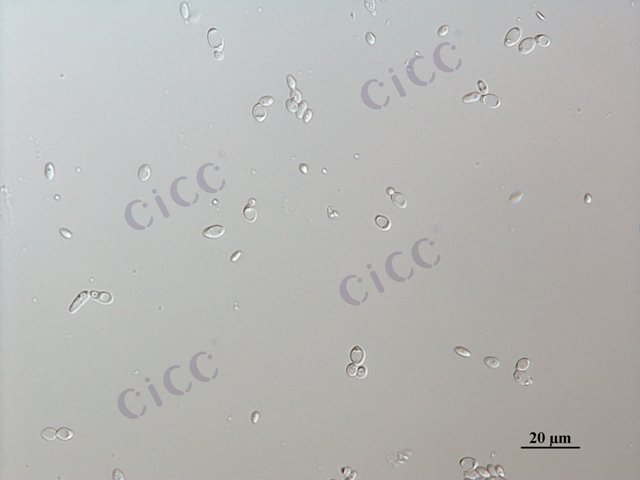 Kluyveromyces marxianus