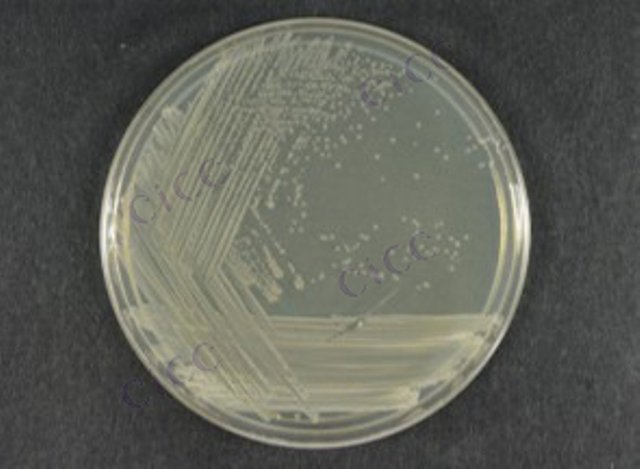 解淀粉芽胞杆菌解淀粉亚种 Bacillus amyloliquefaciens subsp amyloliquefaciens CICC 10075 Bacillus amyloliquefaciens subsp amyloliquefaciens