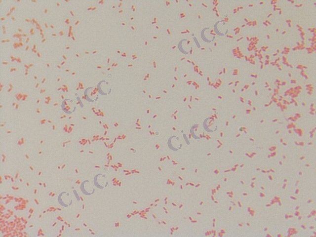 Enterobacter sakazakii