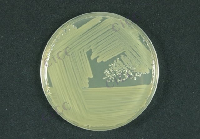 阪崎氏年轻泰坦杆菌(阪崎克罗诺杆菌) Cronobacter sakazakii CICC 21645 Cronobacter sakazakii