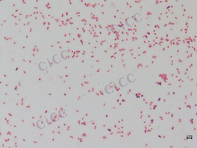 大肠埃希氏菌 Escherichia coli CICC 10252 Escherichia coli