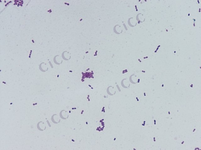 Leuconostoc pseudomesenteroides