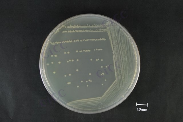 大肠埃希氏菌 Escherichia coli CICC 10300 Escherichia coli