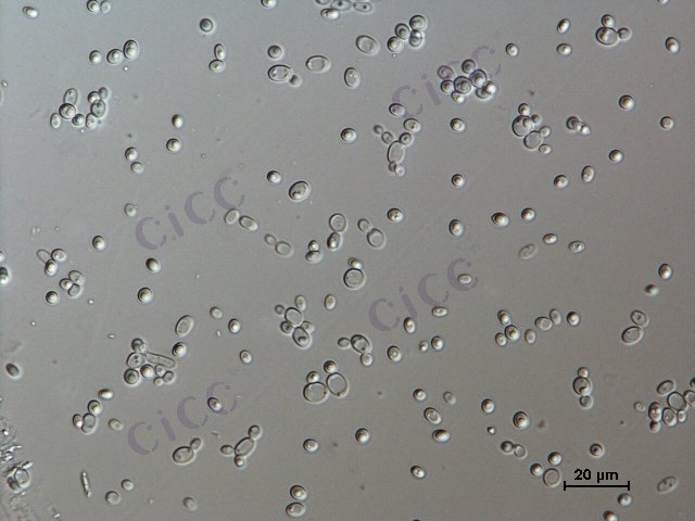 Candida tropicalis