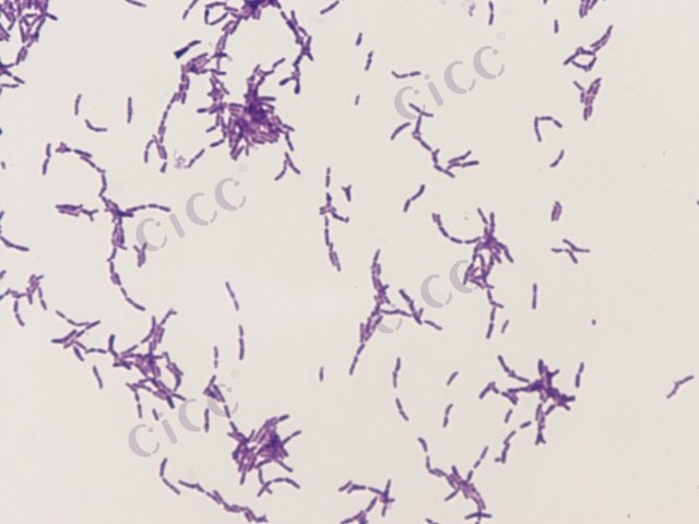 两歧双歧杆菌 Bifidobacterium bifidum CICC 10395 Bifidobacterium bifidum