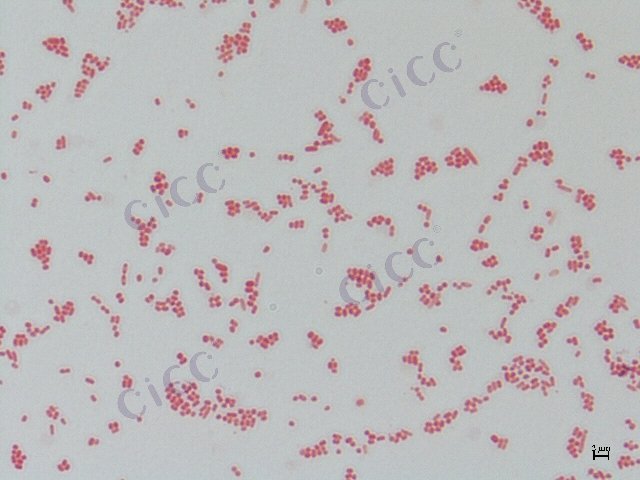 大肠埃希氏菌 Escherichia coli CICC 10242 Escherichia coli