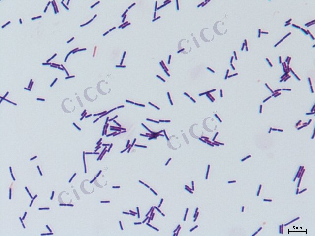 Companilactobacillus alimentarius