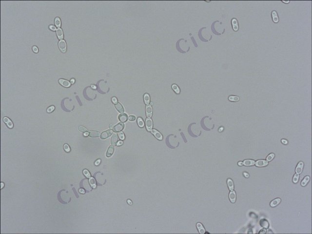 Issatchenkia orientalis