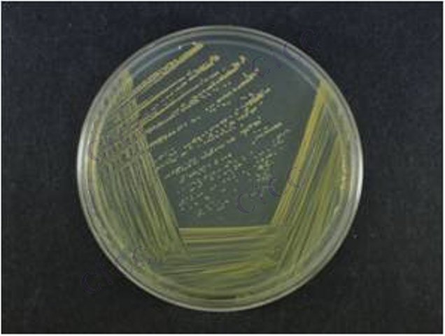 Curtobacterium sp