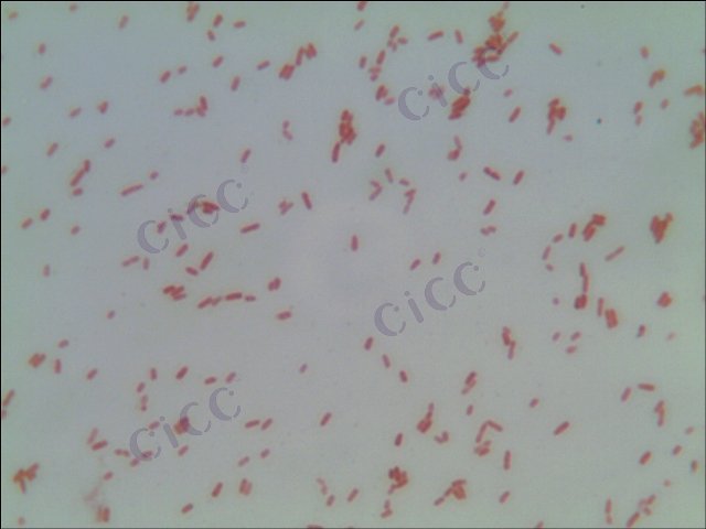 木糖驹形氏杆菌 Komagataeibacter xylinus CICC 10529 Komagataeibacter xylinus