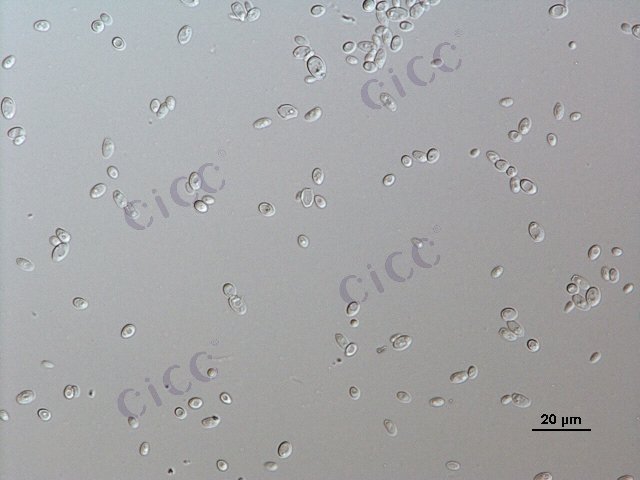 Issatchenkia orientalis