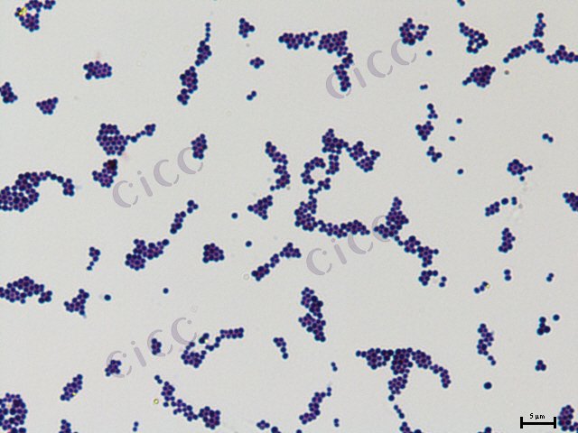 腐生葡萄球菌 Staphylococcus saprophyticus CICC 24948 Staphylococcus saprophyticus