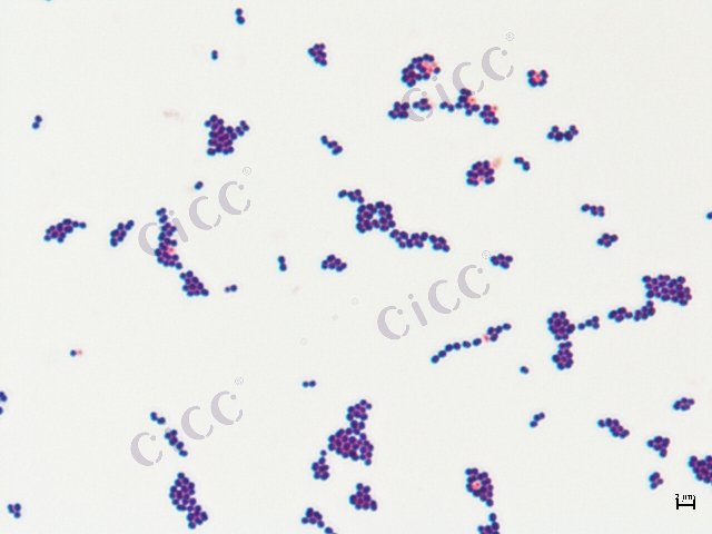 Enterococcus lactis