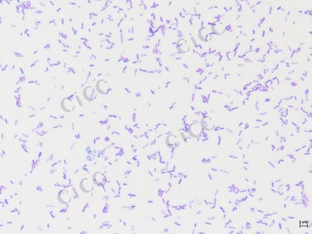 Bacillus pumilus
