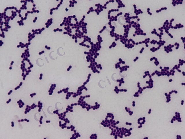 Enterococcus lactis