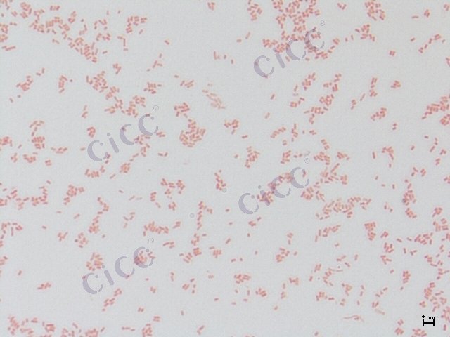 粘质沙雷氏菌 Serratia marcescens CICC 10557 Serratia marcescens
