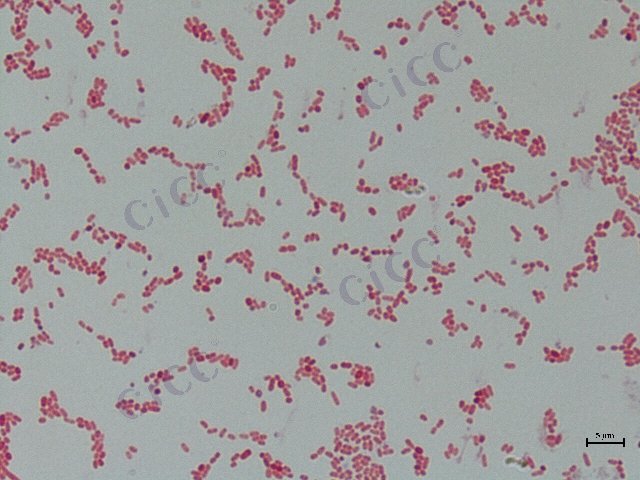 Acetobacter pasteurianus subsp pasteurianus