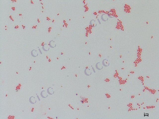 Citrobacter gillenii