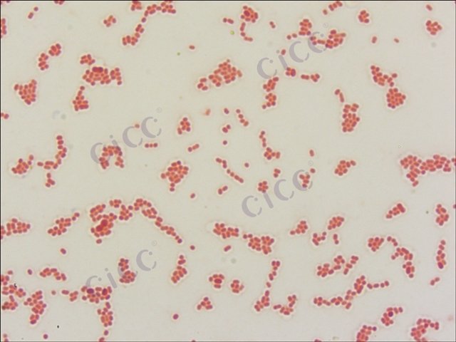 不动杆菌属 Acinetobacter sp CICC 10462 Acinetobacter sp