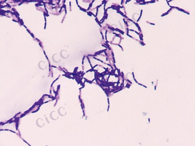 枯草芽胞杆菌 Bacillus subtilis CICC 10002 Bacillus subtilis