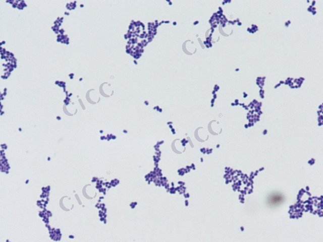 Enterobacter sp