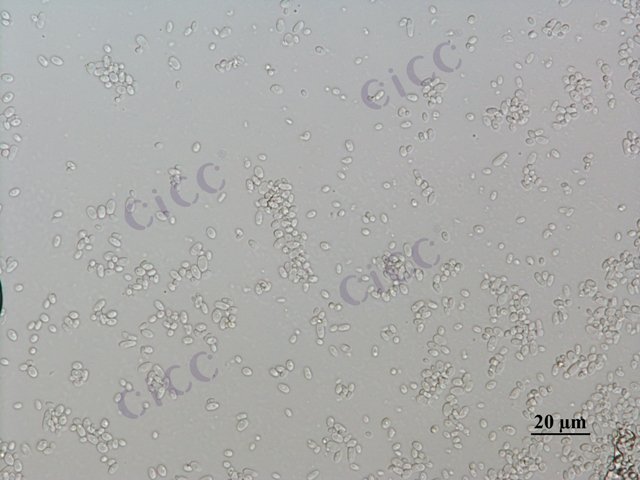 Pichia guilliermondii