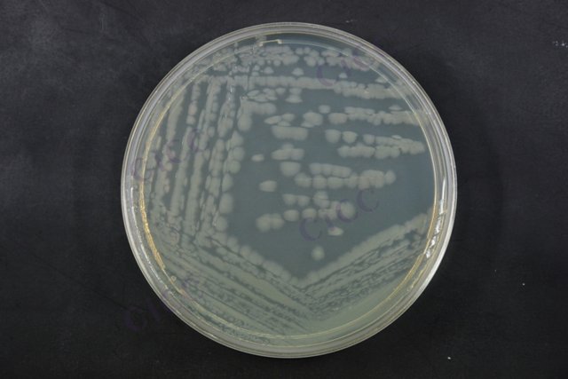 铜绿假单胞菌 Pseudomonas aeruginosa CICC 21636 Pseudomonas aeruginosa