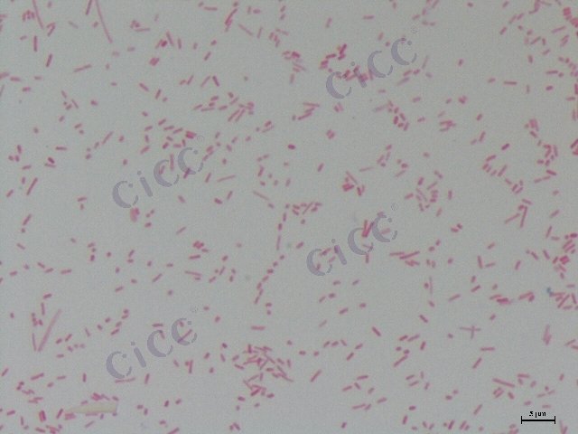 大肠埃希氏菌 Escherichia coli CICC 10221 Escherichia coli