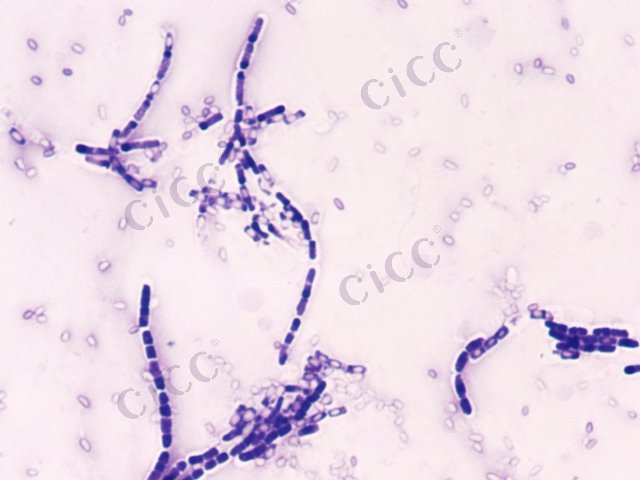 芽胞杆菌属 Bacillus sp CICC 10206 Bacillus sp