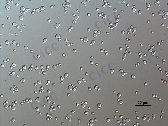 Candida sp