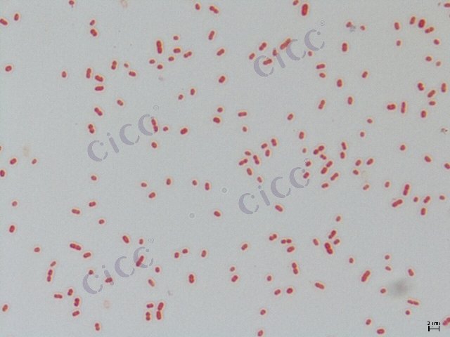 Acinetobacter haemolyticus/genospecies 4