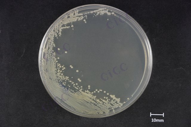 Klebsiella pneumoniae subsp pneumoniae