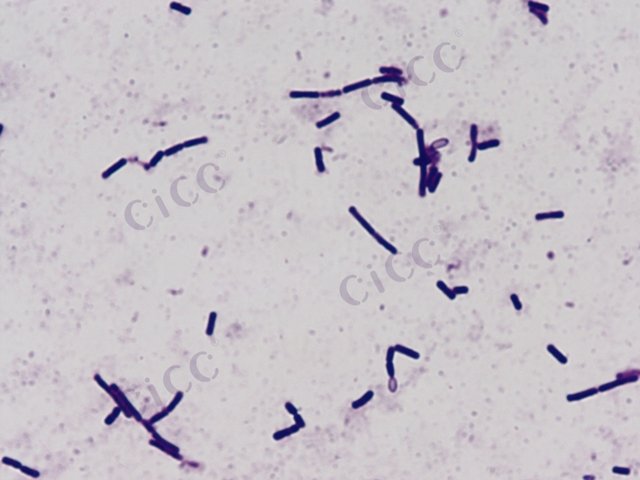 Clostridium bifermentans