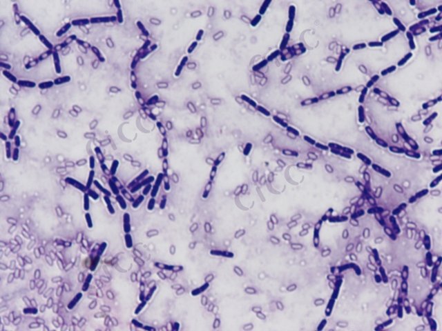 Bacillus flexus